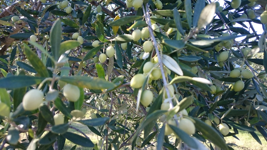...und damit das Olivenöl so richtig gut wird...