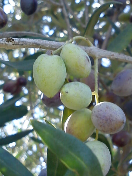 weil die Olive eine Frucht ist...