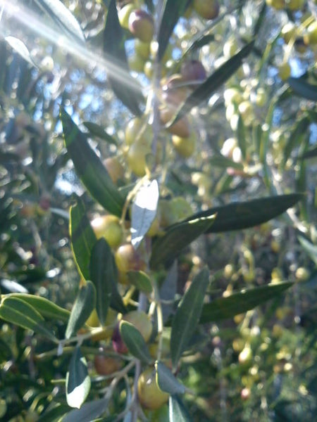 Olivenöl und Olivenöl. Und Olivenöl nativ extra und....