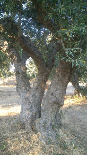 Olivenbaumpflege