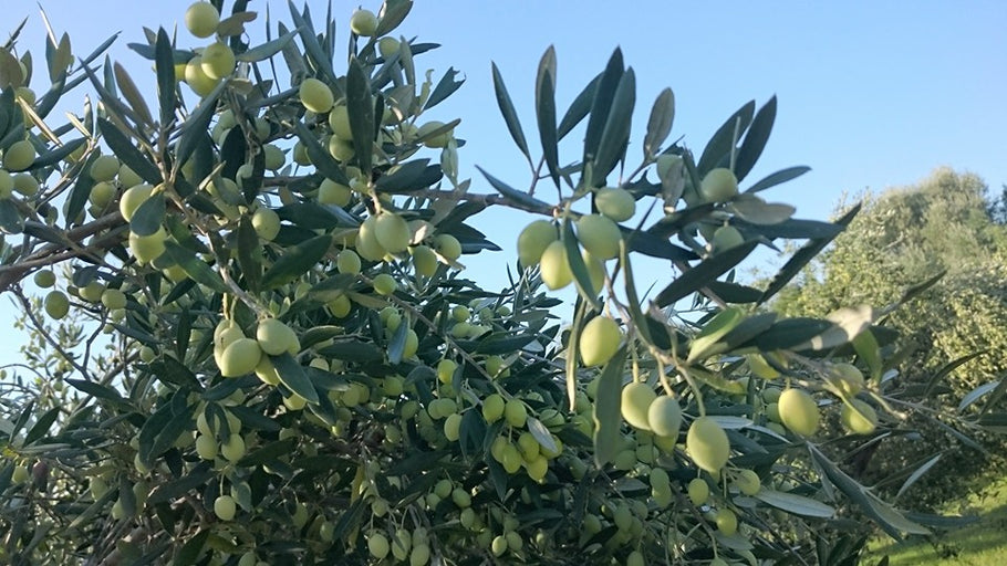 Geschmackssache - zur Geschmacksvielfalt hochwertiger Olivenöle